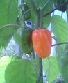 Habanero_20081012s.jpg