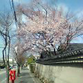 Sakura_060324-1.jpg