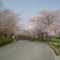 Sakura_060404.jpg