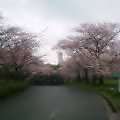 Sakura_060405.jpg