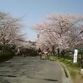 Sakura_060407.jpg