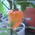 Habanero-Orange